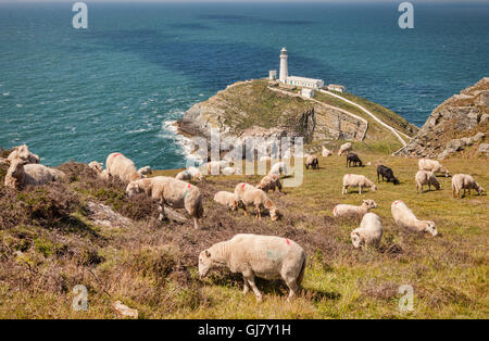 Schafe grasen auf einer Klippe oberhalb South Stack Lighthouse, Anglesey, Wales, UK Stockfoto