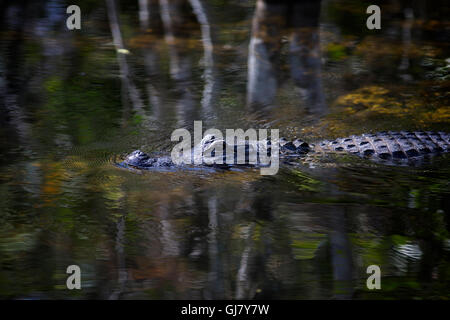 Ein amerikanischer Alligator Kreuzfahrten durch Big Cypress Swamp mitten in erdigen Farben und Reflexionen in einer ruhigen natürlichen Umgebung. Stockfoto