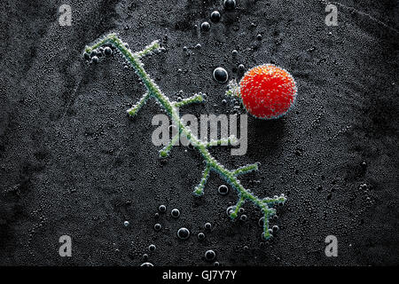 Cherry-Tomaten auf einem Ast in Mineralwasser, eine Reihe von Fotos. Close-up kohlensäurehaltiges Wasser vor schwarzem Hintergrund Stockfoto