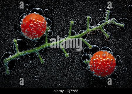 Cherry-Tomaten auf einem Ast in Mineralwasser, eine Reihe von Fotos. Close-up kohlensäurehaltiges Wasser vor schwarzem Hintergrund Stockfoto