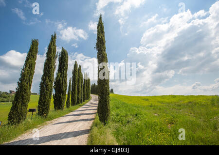 Cypress Avenue in der Toskana - Italien Stockfoto