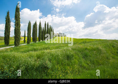 Cypress Avenue in der Toskana - Italien Stockfoto