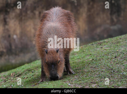 Wasserschwein (Hydrochoerus Hydrochaeris) Stockfoto