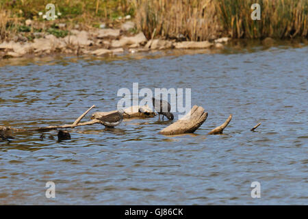 Gefleckte Rotschenkel (Tringa Erythropus) Stockfoto