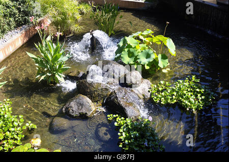 Dekorative Becken Anduze Bambusgarten im asiatischen Stil zeigen viele Bambusarten Stockfoto