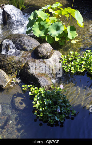 Dekorative Becken Anduze Bambusgarten im asiatischen Stil zeigen viele Bambusarten Stockfoto