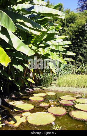 Dekorative Becken Anduze Bambusgarten im asiatischen Stil zeigen viele Bambusarten Stockfoto