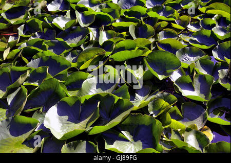 Dekorative Becken Anduze Bambusgarten im asiatischen Stil zeigen viele Bambusarten Stockfoto