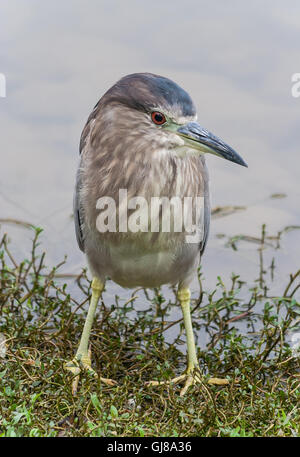 Gekerbter Reiher stehen am Ufer eines Teiches in Taiwan. Stockfoto