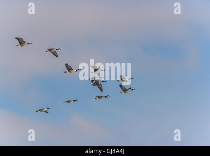 Kanadische Gänse im Formationsflug am späten Nachmittag. Stockfoto