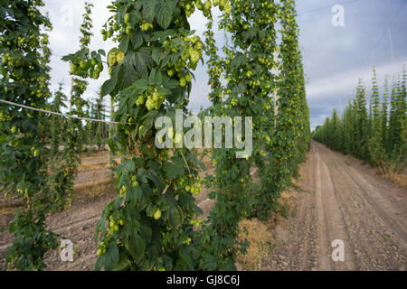 Hop Farm wo Bauern Hopfen im Handel, das Handwerk Bier Zulieferindustrie in Oregon wächst. Stockfoto