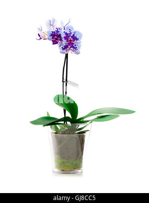 Orchidee in einem Glas Blumentopf auf weißem Hintergrund. Stockfoto