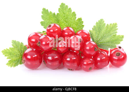 Rote Johannisbeere Johannisbeere Beeren Früchte Obst isoliert auf weiss Stockfoto