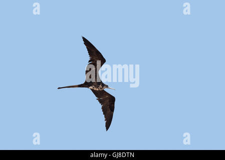 Herrliche Frigatebird Fregata magnificens San Blas, Nayarit, Mexiko 21 Januar Erwachsenen weiblichen Fregatidae Stockfoto