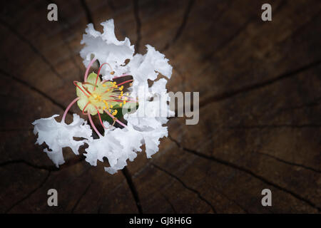 Hautnah weiße Tabebuia Rosea Blüte Stockfoto