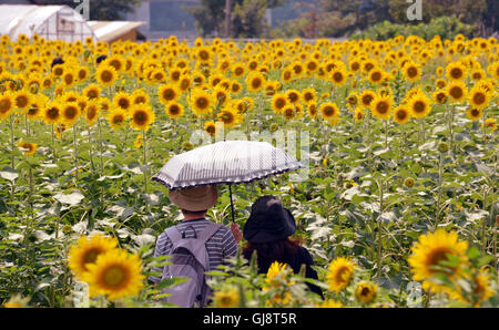 Zama, Japan. 13. August 2016. Besucher gehen auf Samstag, 13. August 2016 in einem Feld von Sonnenblumen auf dem Zama-Sonnenblumen-Festival in Zama in der Präfektur Kanagawa. Sommerurlauber genießen Sie einige 450.000 Sonnenblumen im Feld im Sommer Ferienzeit. Kredite: Yoshio Tsunoda/AFLO/Alamy Live-Nachrichten Stockfoto