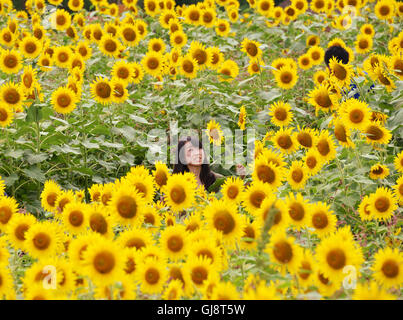 Zama, Japan. 13. August 2016. Besucher gehen auf Samstag, 13. August 2016 in einem Feld von Sonnenblumen auf dem Zama-Sonnenblumen-Festival in Zama in der Präfektur Kanagawa. Sommerurlauber genießen Sie einige 450.000 Sonnenblumen im Feld im Sommer Ferienzeit. Kredite: Yoshio Tsunoda/AFLO/Alamy Live-Nachrichten Stockfoto