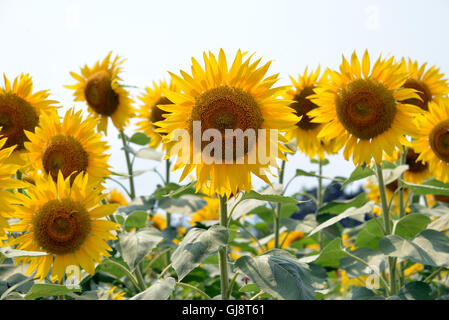 Zama, Japan. 13. August 2016. Sonnenblumen sind vollständig auf dem Zama-Sonnenblumen-Festival in Zama in der Präfektur Kanagawa auf Samstag, 13. August 2016 blühte. Sommerurlauber genießen Sie einige 450.000 Sonnenblumen im Feld im Sommer Ferienzeit. Kredite: Yoshio Tsunoda/AFLO/Alamy Live-Nachrichten Stockfoto