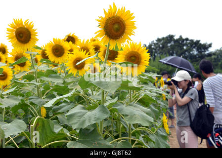 Zama, Japan. 13. August 2016. Besucher gehen auf Samstag, 13. August 2016 in einem Feld von Sonnenblumen auf dem Zama-Sonnenblumen-Festival in Zama in der Präfektur Kanagawa. Sommerurlauber genießen Sie einige 450.000 Sonnenblumen im Feld im Sommer Ferienzeit. Kredite: Yoshio Tsunoda/AFLO/Alamy Live-Nachrichten Stockfoto