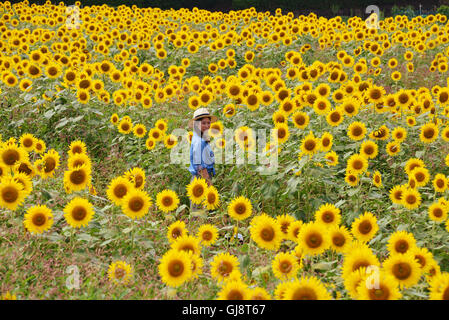 Zama, Japan. 13. August 2016. Eine Frau geht in einem Feld von Sonnenblumen auf dem Zama-Sonnenblumen-Festival in Zama in der Präfektur Kanagawa auf Samstag, 13. August 2016. Sommerurlauber genießen Sie einige 450.000 Sonnenblumen im Feld im Sommer Ferienzeit. Kredite: Yoshio Tsunoda/AFLO/Alamy Live-Nachrichten Stockfoto