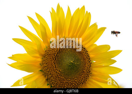 Zama, Japan. 13. August 2016. Eine Biene fliegt eine Sonnenblume Sonnenblumen-Festival Zama in Zama in der Präfektur Kanagawa auf Samstag, 13. August 2016. Sommerurlauber genießen Sie einige 450.000 Sonnenblumen im Feld im Sommer Ferienzeit. Kredite: Yoshio Tsunoda/AFLO/Alamy Live-Nachrichten Stockfoto