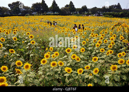 Zama, Japan. 13. August 2016. Besucher gehen auf Samstag, 13. August 2016 in einem Feld von Sonnenblumen auf dem Zama-Sonnenblumen-Festival in Zama in der Präfektur Kanagawa. Sommerurlauber genießen Sie einige 450.000 Sonnenblumen im Feld im Sommer Ferienzeit. Kredite: Yoshio Tsunoda/AFLO/Alamy Live-Nachrichten Stockfoto