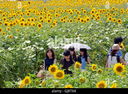 Zama, Japan. 13. August 2016. Besucher gehen auf Samstag, 13. August 2016 in einem Feld von Sonnenblumen auf dem Zama-Sonnenblumen-Festival in Zama in der Präfektur Kanagawa. Sommerurlauber genießen Sie einige 450.000 Sonnenblumen im Feld im Sommer Ferienzeit. Kredite: Yoshio Tsunoda/AFLO/Alamy Live-Nachrichten Stockfoto