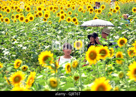 Zama, Japan. 13. August 2016. Besucher gehen auf Samstag, 13. August 2016 in einem Feld von Sonnenblumen auf dem Zama-Sonnenblumen-Festival in Zama in der Präfektur Kanagawa. Sommerurlauber genießen Sie einige 450.000 Sonnenblumen im Feld im Sommer Ferienzeit. Kredite: Yoshio Tsunoda/AFLO/Alamy Live-Nachrichten Stockfoto