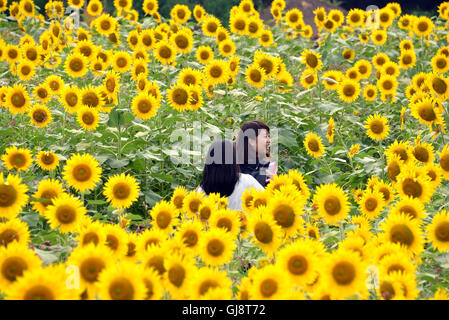 Zama, Japan. 13. August 2016. Besucher gehen auf Samstag, 13. August 2016 in einem Feld von Sonnenblumen auf dem Zama-Sonnenblumen-Festival in Zama in der Präfektur Kanagawa. Sommerurlauber genießen Sie einige 450.000 Sonnenblumen im Feld im Sommer Ferienzeit. Kredite: Yoshio Tsunoda/AFLO/Alamy Live-Nachrichten Stockfoto