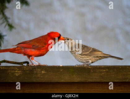 Oak Park, IL, USA. 14. August 2016. Eine männliche nördliche Kardinal (Cardinalis Cardinalis) speist einen jungen unter der Leitung von Braun Kuhstärlinge (Molothrus Ater). Unter der Leitung von Braun Cowbirds sind Brut Parasiten und Eiablage in anderen Vogel Arten Nester zu legen. Einige Opfer entfernen Kuhstärlinge Eiern aus dem Nest, häufig führt Vergeltungsmaßnahmen Verhalten aus der weiblichen Kuhstärlinge, kehrt der Host Eiern zu zerstören. Bildnachweis: Todd Bannor/Alamy Live-Nachrichten Stockfoto