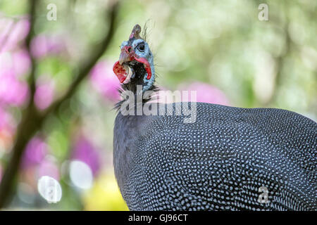 Budva, Montenegro - A behelmter Perlhühner (Numida Meleagris) Stockfoto