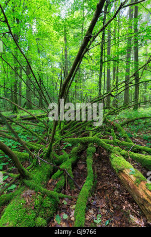Toten Fichte liegend Moos eingewickelt unter Laubbäumen im Sommer Białowieża Wald, Polen, Europa Stockfoto