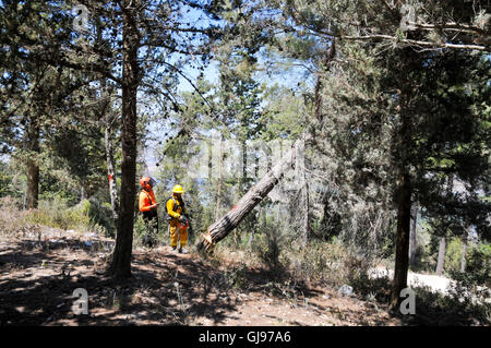 Förster arbeiten in einem Kiefernwald, Abholzen von Bäumen, zu dünn, Wald, Feuer zu reduzieren Gefahr fotografiert in Israel Stockfoto