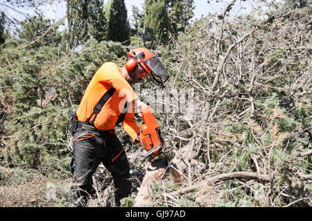 Förster arbeiten in einem Kiefernwald, Abholzen von Bäumen, zu dünn, Wald, Feuer zu reduzieren Gefahr fotografiert in Israel Stockfoto