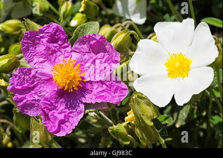 Nahaufnahme von rosa Zistrosen (Cistus Incanus) und Salbei Blatt Zistrose (Cistus Salvifolius) Stockfoto