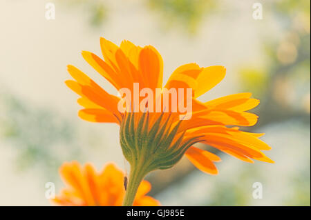 Nahaufnahme des gemeinsamen Ringelblume (Calendula Officinalis) Stockfoto