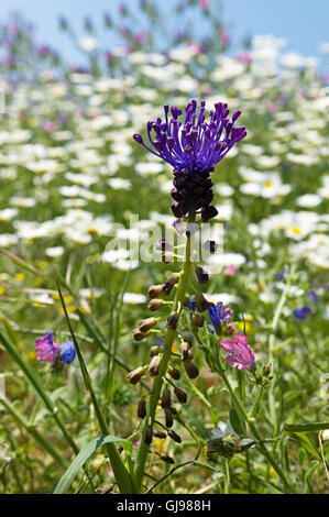 Nahaufnahme einer Quaste Hyazinthe (Muscari Comosum) auf einer Wiese auf der Halbinsel Pilion in Griechenland Stockfoto