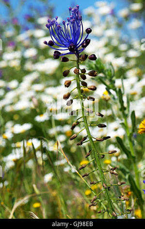 Nahaufnahme einer Quaste Hyazinthe (Muscari Comosum) auf der Halbinsel Pilion in Griechenland Stockfoto