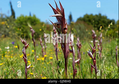 Lange-lippige Serapias (Serapias Vomeracea) auf der Halbinsel Pilion in Griechenland Stockfoto