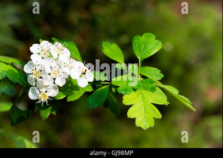 Blühender Weißdorn (Crataegus Azarolus) Stockfoto