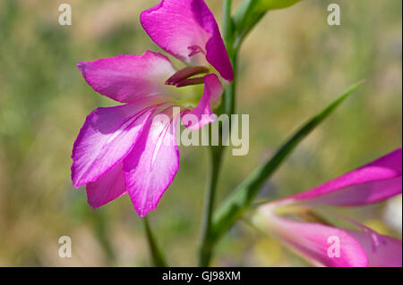 Wilde Gladiola (Gladiolus Illyricus) auf der Halbinsel Pilion in Griechenland Stockfoto