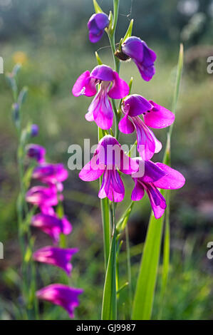 Wilde Gladiola (Gladiolus Illyricus) auf der Halbinsel Pilion in Griechenland Stockfoto