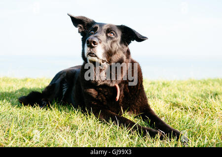 Erwachsene schwarz Hundesitting Gras an jemanden in der Erwartung etwas nachschlagen. Mix aus Schäferhund und Riesenschnauzer. Stockfoto