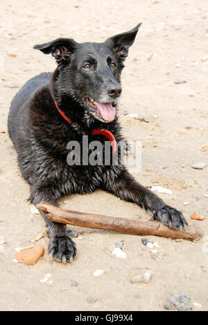 Glücklich nass adult schwarzer Hund mit Stick an einem Strand. Mix aus Schäferhund und Riesenschnauzer. Stockfoto