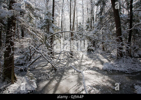 Schneefall nach Feuchtgebiet Stand morgens mit Schnee umhüllt Bäume und gefrorenes Wasser rund um Stockfoto