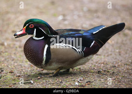 Carolina Ente (Aix Sponsa), auch bekannt als die Brautente. Stockfoto