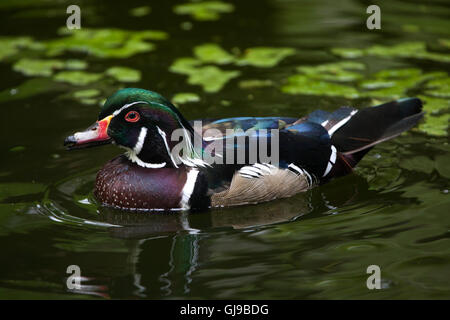 Carolina Ente (Aix Sponsa), auch bekannt als die Brautente. Stockfoto