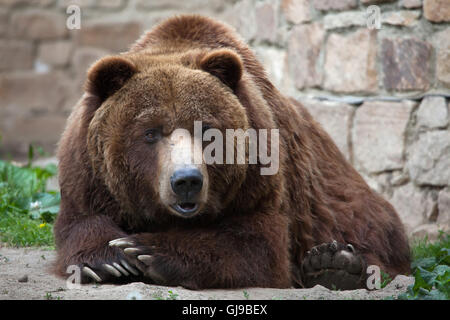 Festland Grizzly (Ursus Arctos Horribilis) in Decin Zoo in Nordböhmen, Tschechien. Männliche Festland Grizzlybär Siegfried Stockfoto