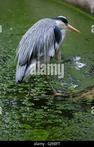 Graureiher (Ardea Cinerea) in Decin Zoo in Nordböhmen, Tschechien. Stockfoto