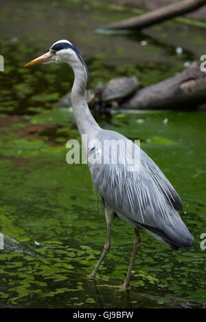 Graureiher (Ardea Cinerea) in Decin Zoo in Nordböhmen, Tschechien. Stockfoto